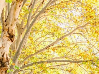 沈阳一周天气预报查询，冷热交替，需防秋凉突袭