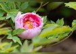 菏泽市天气预报15天，掌握牡丹之都的天气脉动
