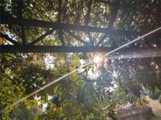 今天，阳光温柔，风也识趣