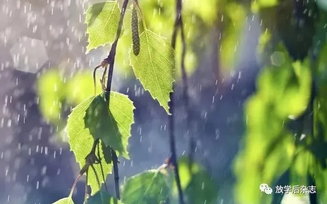 雨声入梦来