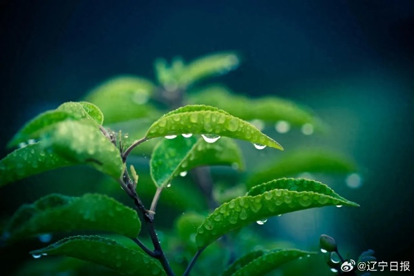 辽宁未来10天都有雨，一场长情的雨季，我们该如何应对？
