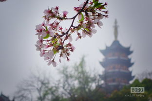 扬州明后二天天气,晴暖持续,春意渐浓 扬州明后二天天气,晴暖持续,春意渐浓