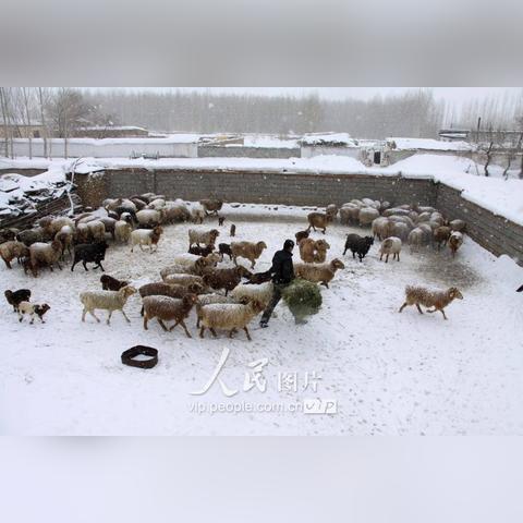 新疆未来15天天气预报，寒潮与回暖交替，出行需注意防寒保暖