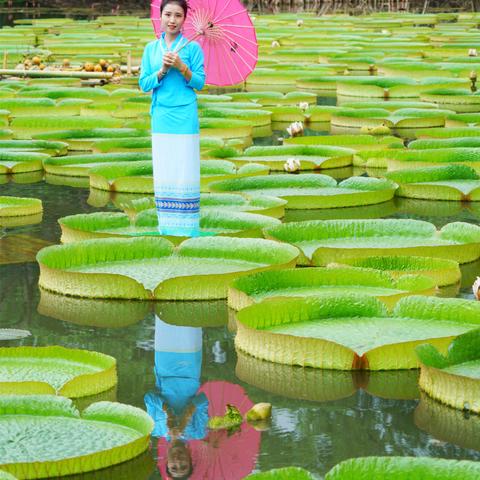 西双版纳的天气，一场温柔的热带恋爱